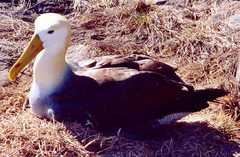 Waved Albatross